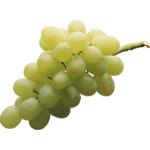 خوشه گیر لالاوود ارزان