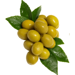 روغن زیتون گیری لالاوود ارزان